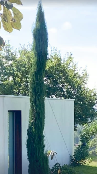 Cipreste alto junto à empena branca